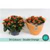 Kalanchoe Calandiva Orange Sv Colour