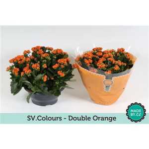 Kalanchoe Calandiva Orange Sv Colour