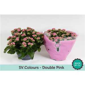 Kalanchoe Calandiva Pink Sv Colour