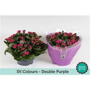 Kalanchoe Calandiva Purple Sv Colour