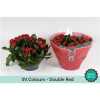 Kalanchoe Calandiva Red Sv Colour