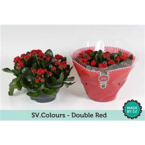 Kalanchoe Calandiva Red Sv Colour