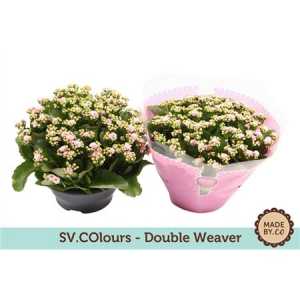 Kalanchoe Calandiva Weaver