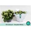 Kalanchoe Calandiva White Sv Colour
