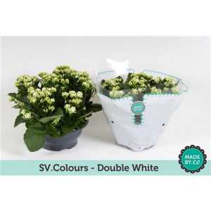 Kalanchoe Calandiva White Sv Colour