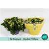 Kalanchoe Calandiva Yellow Sv Colour