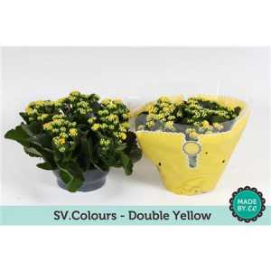 Kalanchoe Calandiva Yellow Sv Colour
