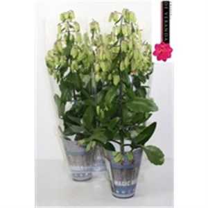 Kalanchoe Magic Bell