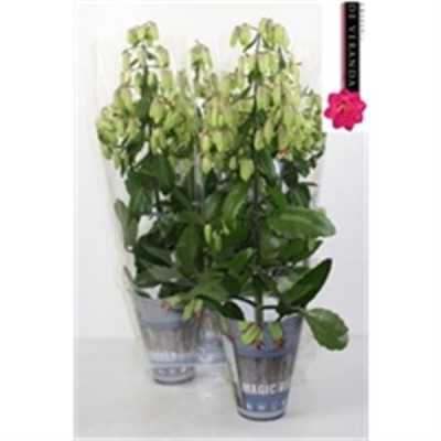 Kalanchoe Magic Bell