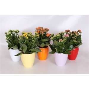 Kalanchoe Rosalina Mix Keramiek