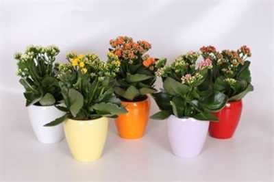 Kalanchoe Rosalina Mix Keramiek