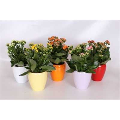 Kalanchoe Rosalina Mix Keramiek