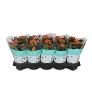Kalanchoe Rosalina Orange