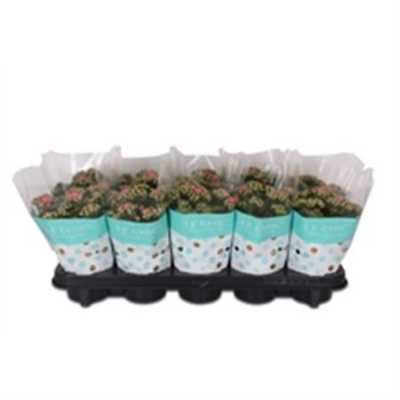Kalanchoe Rosalina Pink