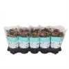Kalanchoe Rosalina Purple
