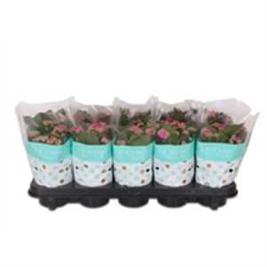 Kalanchoe Rosalina Purple