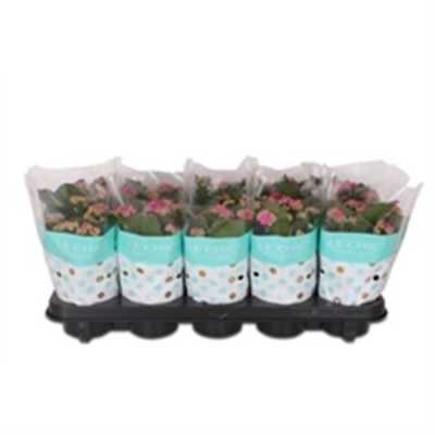 Kalanchoe Rosalina Purple