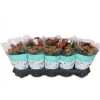 Kalanchoe Rosalina Red