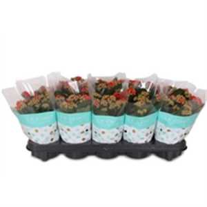 Kalanchoe Rosalina Red