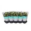 Kalanchoe Rosalina White