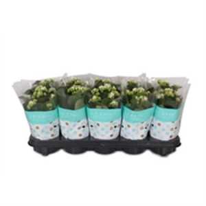Kalanchoe Rosalina White