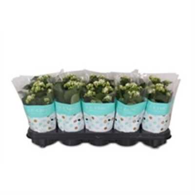 Kalanchoe Rosalina White