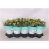 Kalanchoe Rosalina Yellow
