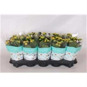 Kalanchoe Rosalina Yellow