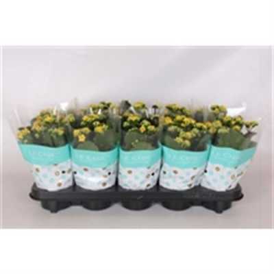 Kalanchoe Rosalina Yellow