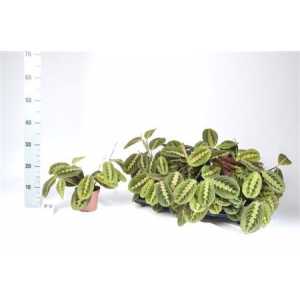 Maranta Fascinator