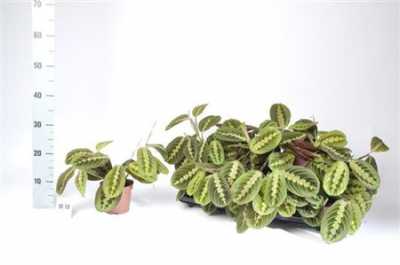 Maranta Fascinator
