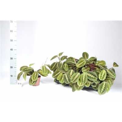 Maranta Fascinator