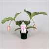 Medinilla Magnifica 2+