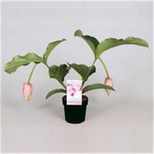 Medinilla Magnifica 2+