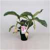 Medinilla Magnifica 3+