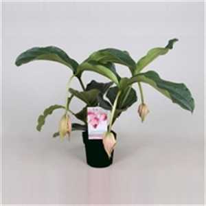 Medinilla Magnifica 3+
