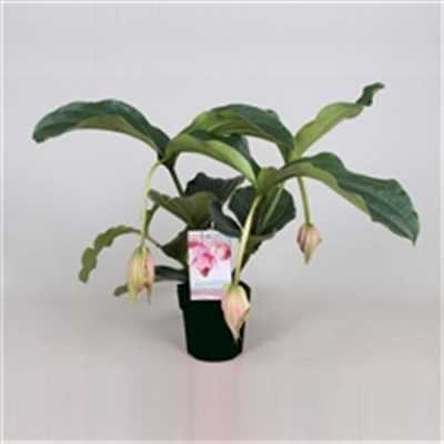 Medinilla Magnifica 3+