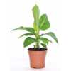 Musa Tropicana