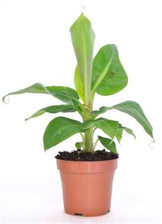 Musa Tropicana