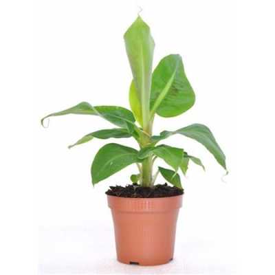Musa Tropicana