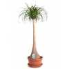 Nolina Recht (beaucarnea)