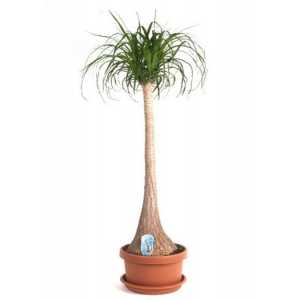 Nolina Recht (beaucarnea)