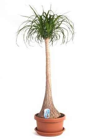 Nolina Recht (beaucarnea)