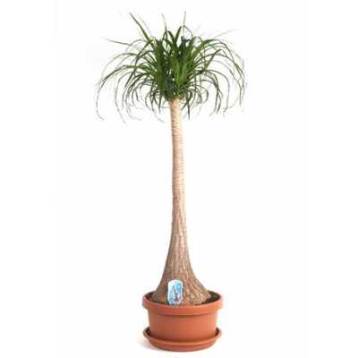 Nolina Recht (beaucarnea)