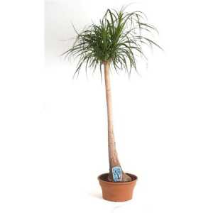 Nolina Recht (beaucarnea)