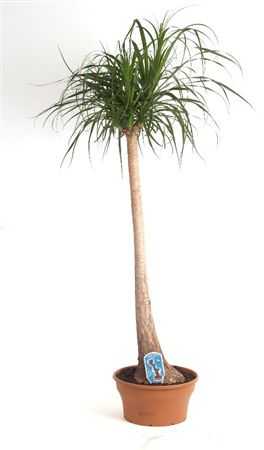 Nolina Recht (beaucarnea)