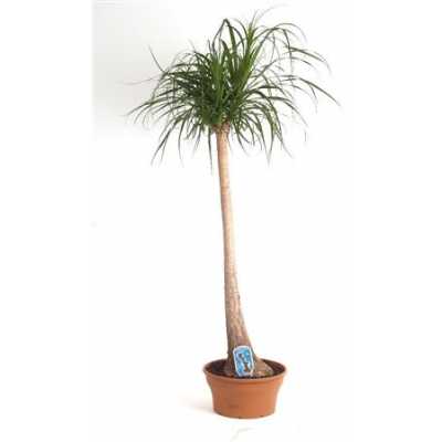 Nolina Recht (beaucarnea)