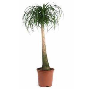 Nolina Recht (beaucarnea)