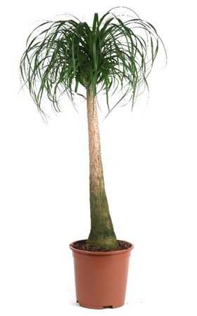 Nolina Recht (beaucarnea)