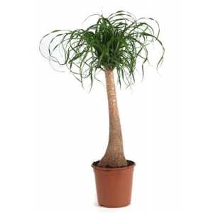 Nolina Recht (beaucarnea)